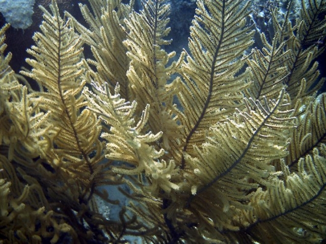  marine gardens 